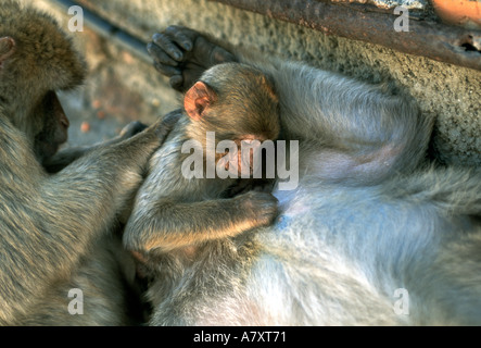 Barbary Affen Macaca Sylvana auf The Rock of Gibraltar mit Youngster Pflege Mutter und männliche Pflege der youngster Stockfoto