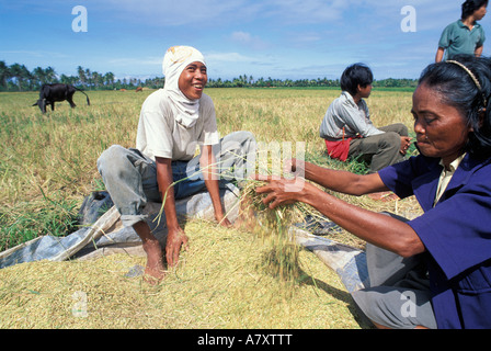 Philippinen, arbeiten Dorfbewohner in Ondoy gemeinsam ernten Reis aus Reisfeldern in der Provinz Aklan, Panay Island Stockfoto