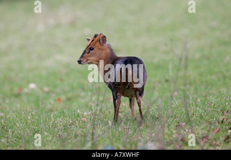 Muntjac Rotwild Muntiacus Reevesi mitten in einem Feld auf einen kleinen landwirtschaftlichen Betrieb außerhalb Portadown Grafschaft Armagh Nordirland Stockfoto