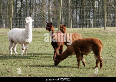 Weißer und brauner Alpaka Vicugna Pacos in einem eingezäunten Bereich auf einem kleinen landwirtschaftlichen Betrieb außerhalb portadown Stockfoto