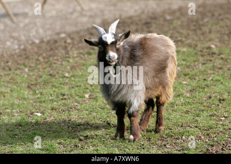 Männliche Pygmy Ziege auf einem Feld, das auf einer kleinen Farm mit Haustierziege außerhalb des portadown County armagh Nordirland fotografieren möchte Stockfoto