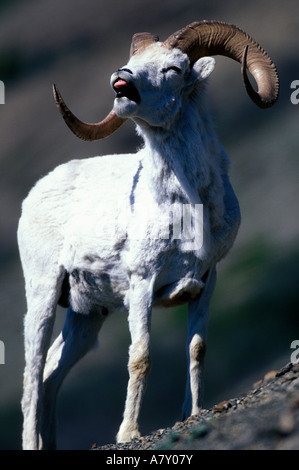 Kanada, Yukon-Territorium, Kluane National Park, Full-Curl Dall Ram (Ovis Dalli) gähnt im stehen am Hang des Sheep Mountain Stockfoto