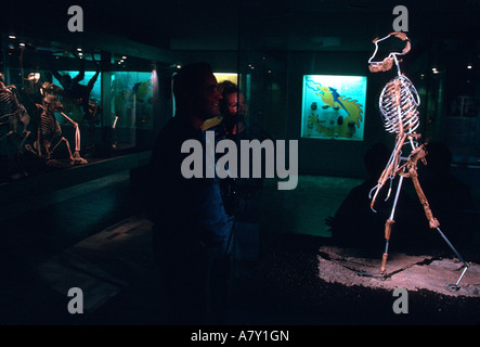 Deutschland, Senckenbergmuseum, Lucy Rekonstruktion Stockfoto