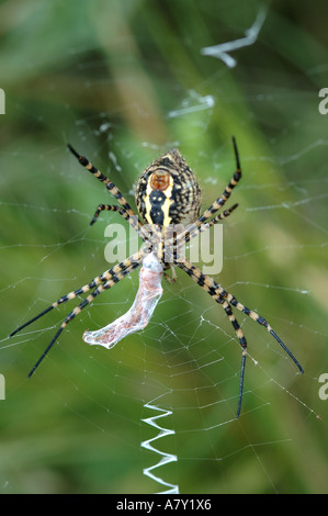 Spinne mit Beute im Netz Stockfoto