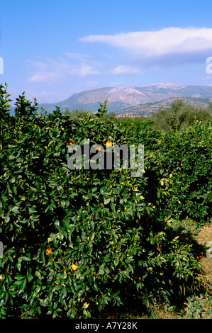 Europa, Griechenland, Peloponnes, Argolis Ebenen, Mykines, Mykene. Orangenhain mit Olivenhainen in Ferne. Stockfoto