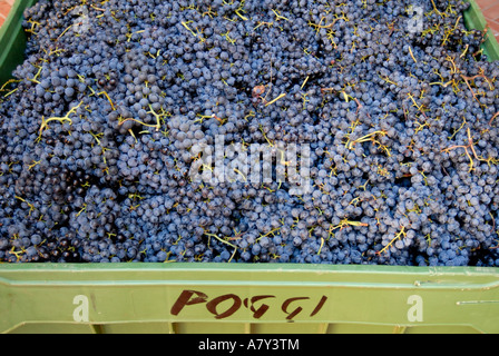 Italien, Trauben von Ernte, Poggi Weingut in der Nähe von Bardolino Stockfoto