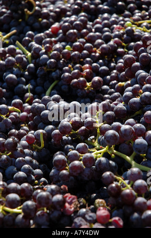 Italien, roten Trauben auf Poggi Weingut in der Nähe von Bardolino Stockfoto