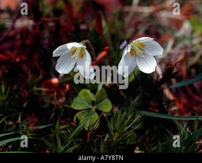 Buschwindröschen Anemone nemorosa Stockfoto