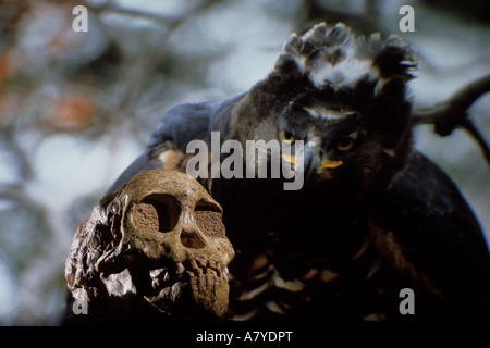 Taung Kind, A. Africanus Stockfoto