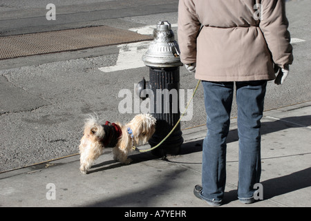 Geringen Teil der Frau zu Fuß klein Hund im Winter, New York, NY, USA Stockfoto