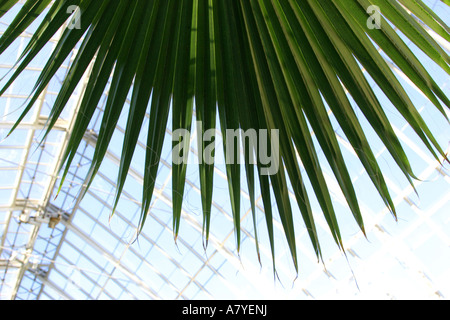 Blickte zu einem Palmwedel in Enid A. Haupt Conservatory in New York Botanical Garden, Bronx, NY, USA Stockfoto