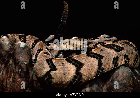 Canebrake Holz Klapperschlange, Crotalus Horridus Atricaudatus, ursprünglich aus USA (Osten) Stockfoto