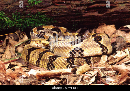 Canebrake Holz Klapperschlange, Crotalus Horridus Atricaudatus, ursprünglich aus USA (Osten) Stockfoto