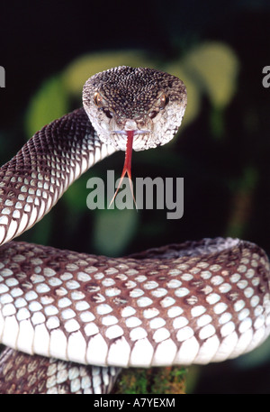 Mangrove-Grubenotter, Trimeresurus Purpureomaculatus, ursprünglich aus Ostindien, südlichen Burma Stockfoto