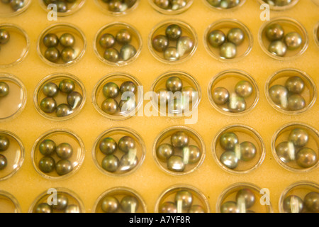 Schöne schwarze Perlen nach 18 Monaten geerntet. Schwarzen Perlenzucht Hinano Pearl Farm, Fakarava, Tuamotus, Französisch-Polynesien Stockfoto