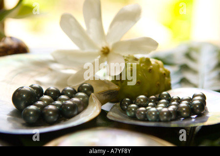 Schöne schwarze Perlen nach 18 Monaten geerntet. Schwarzen Perlenzucht Hinano Pearl Farm, Fakarava, Tuamotus, Französisch-Polynesien Stockfoto