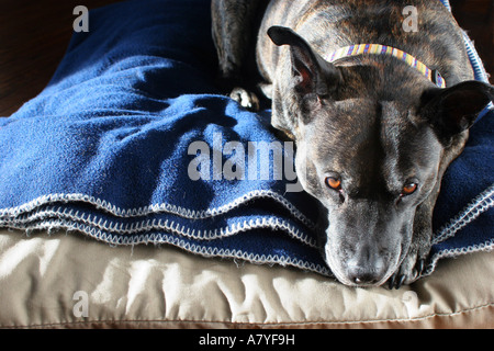 Mischling Hund ruht auf einem Kissen und Decke Stockfoto