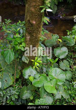 Schöne große grüne Blätter auf Basis der Pflanze bedeckten Baumstamm in Monteverde Nebelwald Costa Rica Mittelamerika Stockfoto