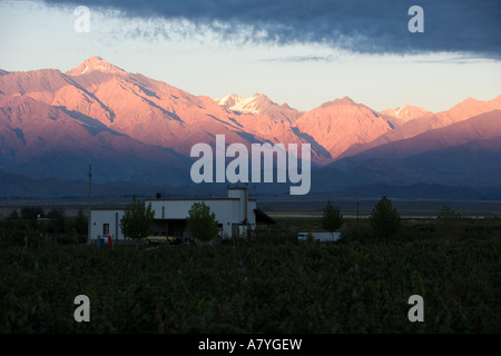 Die Anden im Morgengrauen über die Weinberge der Region Mendoza in Argentinien. Stockfoto