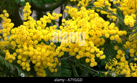 Mimosa Baum in Winchester, Hampshire, UK Stockfoto