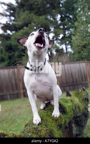 Jack Russel Terrier heult in einem Baum Stockfoto