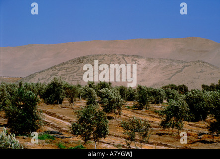 Südamerika, Chile, Arica. Atacama-Wüste, eine der trockensten Orte der Erde. Stockfoto