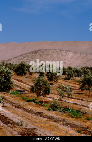 Südamerika, Chile, Arica. Atacama-Wüste, eine der trockensten Orte der Erde. Stockfoto