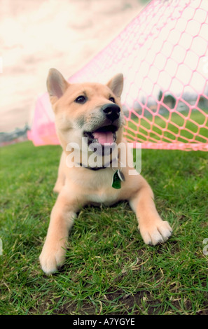 Hund vor Fußballnetz Stockfoto