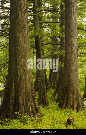 Sumpfzypresse Hain Cook County Illinois Stockfoto