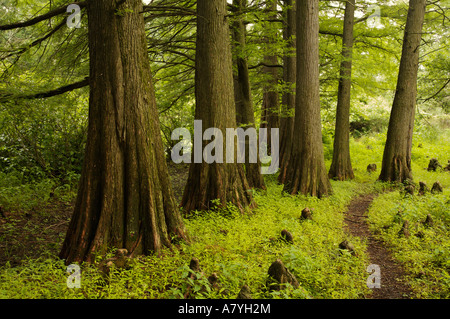 Sumpfzypresse Hain Cook County Illinois Stockfoto