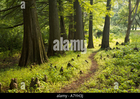 Sumpfzypresse Hain Cook County Illinois Stockfoto