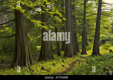 Sumpfzypresse Hain Cook County Illinois Stockfoto