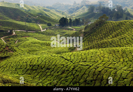 Boh Sungai Palas Teeplantage in der Nähe von Brinchang, Cameron Highlands, Malaysia Stockfoto