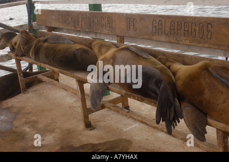 Sitzen auf den Bänken der Touristen an der Anlegestelle auf Baltra Insel, Galapagos-Inseln, ECUADOR Galapagos-Seelöwen. Südamerika Stockfoto