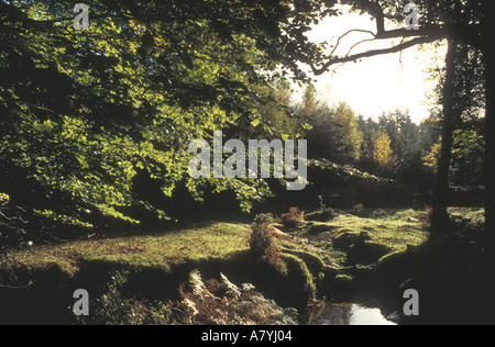 Sommer-Ansicht des New Forest Stockfoto