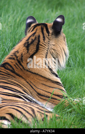 Bengal Tiger Panthera Tigris Tigris, die weiße Flecken auf Rückseite der Ohren Stockfoto