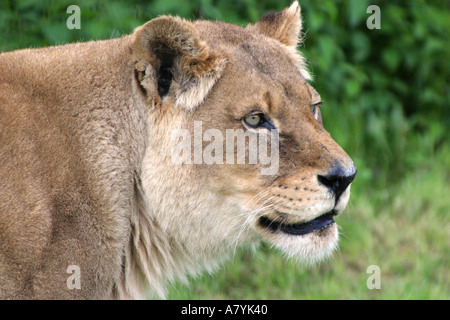 Löwin Stockfoto