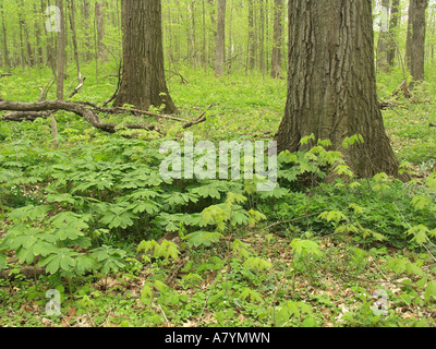 Laubwald im Frühjahr Russell Woods Forest beibehalten Illinois Stockfoto