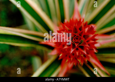 Mittelamerika, Costa Rica, San Vito, Wilson botanischen Gärten, Las Cruses biologische Station. Rote Ananas Bromelien. Stockfoto