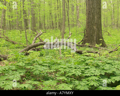 Laubwald im Frühjahr Russell Woods Forest beibehalten Illinois Stockfoto