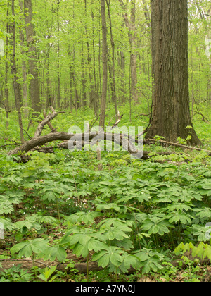 Laubwald im Frühjahr Russell Woods Forest beibehalten Illinois Stockfoto