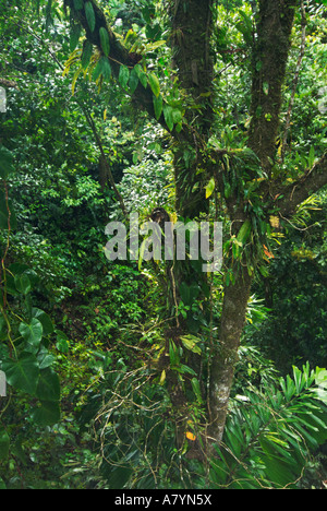 Costa Rica, Arenal Hängebrücken, Epiphyten auf Regenwald Äste Stockfoto