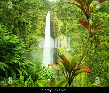 USA - HAWAII: Akaka Wasserfälle auf Big Island Stockfoto