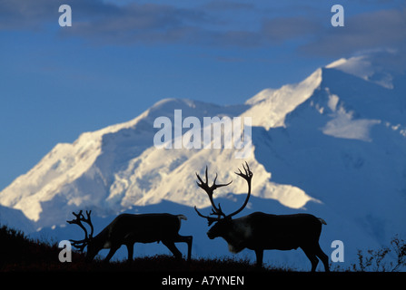USA, Alaska, Denali National Park, Bull Caribou (Rangifer Tarandus) in der Nähe von Wonder Lake und Mt. McKinley am Fall Morgen Stockfoto