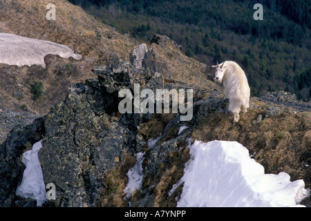 USA, Alaska, Chugach State Park, Bergziege (Oreamnos Americanus) ruht auf Felsvorsprung Vogel Grat entlang Stockfoto