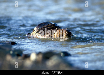 USA, Alaska, Denali Nationalpark, schwimmt Biber (Castor Canadensis) durch rasche Gewässer des Teklanika River Stockfoto