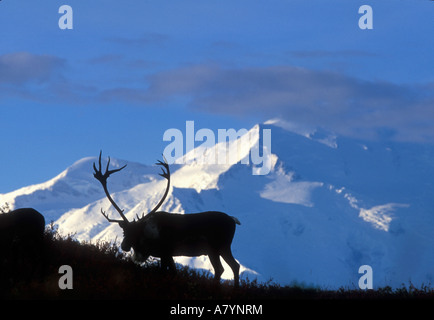 USA, Alaska, Denali National Park, Bull Caribou (Rangifer Tarandus) in der Nähe von Wonder Lake und Mt. McKinley am Fall Morgen Stockfoto