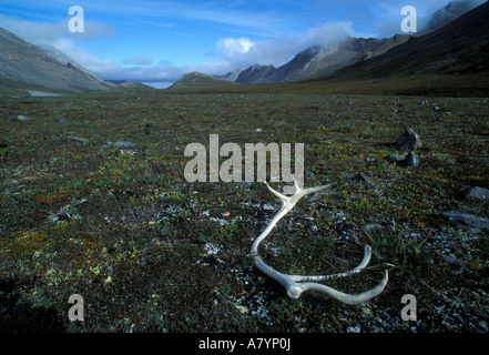 USA, Alaska, Toren des Arctic National Park, Karibu (Rangifer Tarandus) Geweih auf Tundra im Tal des Itikmalak Flusses liegen Stockfoto