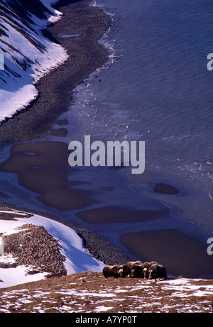 USA, Alaska, Herde von Moschusochsen (Ovibos Moschatus) auf schneebedeckten Felsen auf Nelson Insel Küste der Beringsee Stockfoto