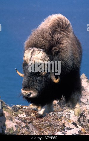 USA, Alaska, Moschusochsen (Ovibos Moschatus) auf schneebedeckten Felsen auf Nelson Insel Küste der Beringsee Stockfoto